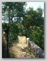 il sentiero di accesso tomba etrusca di montefiridolfi