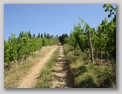 strada fra le vigne per tomba etrusca di montefiridolfi