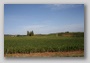 Vineyard near San Leonino