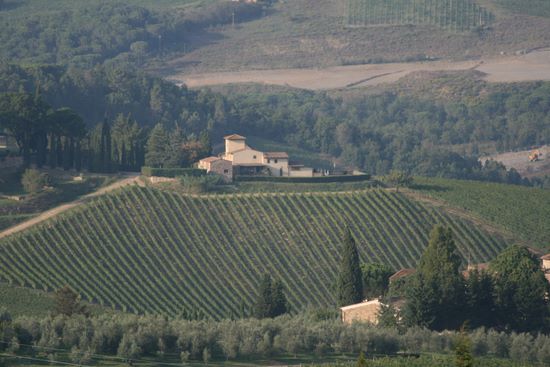 Rural buildings and vineyards  - Mercatale Val di Pesa | img_7257.jpg