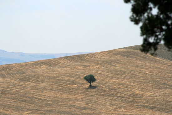 Lonly tree - Monticchiello | img_4950.jpg