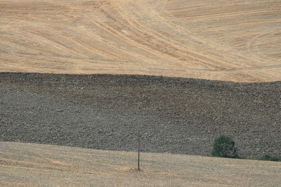 Linee coltivate - Monticchello | img_4953.jpg